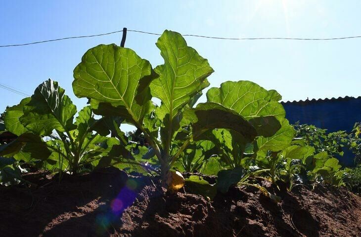 Imagem de compartilhamento para o artigo SES abre chamada para coletânea de boas práticas em nutrição da MS Todo dia